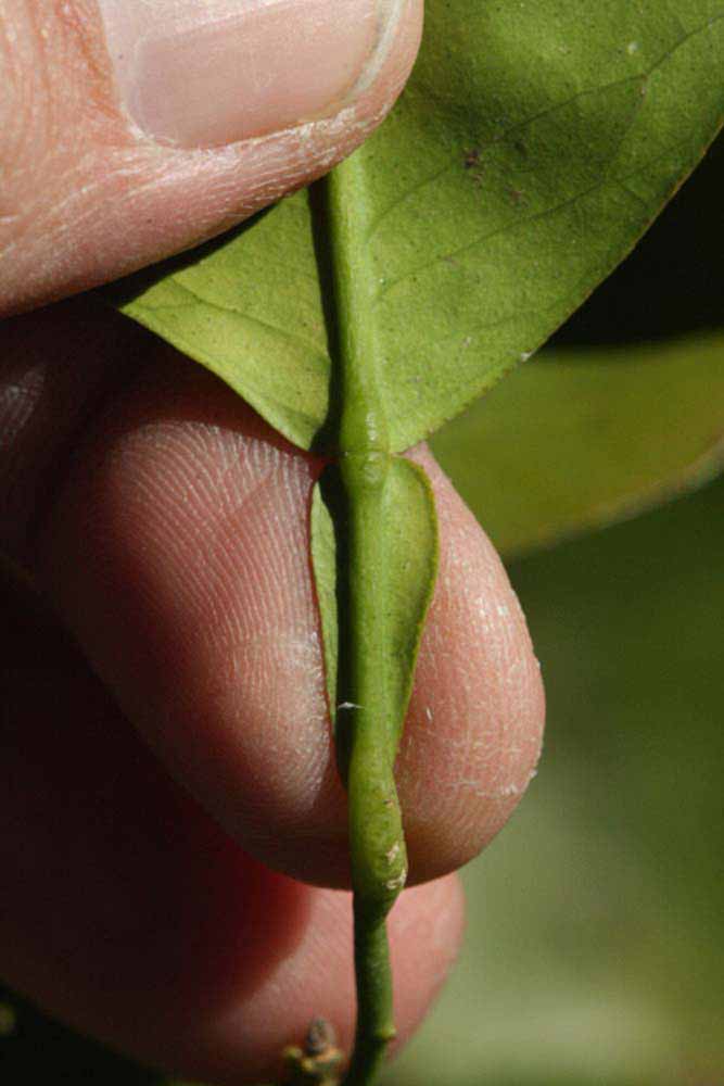              Petiole (Riverside, CA)       